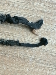 Geoglossum