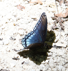 Limenitis arthemis
