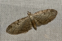 Eupithecia tenuiata