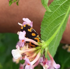 Clinteria klugi