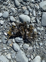 Fucus vesiculosus