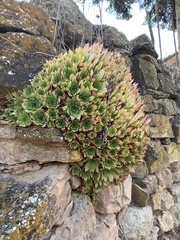 Sempervivum tectorum