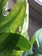 Thyene imperialis
