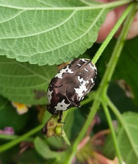 Protaetia aurichalcea