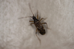 Ozophora salsaverdeae