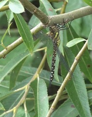 Aeshna mixta