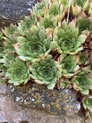 Sempervivum tectorum