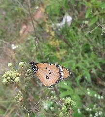 Danaus chrysippus
