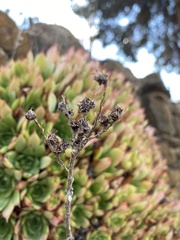 Sempervivum tectorum