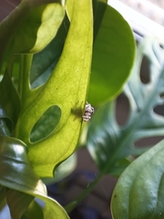 Thyene imperialis