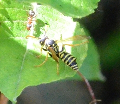 Polistes dominula