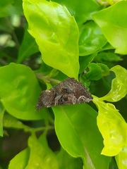 Hypena laceratalis