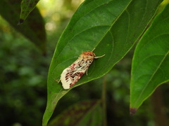 Spodoptera picta