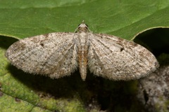 Eupithecia tenuiata