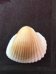 Anadara brasiliana