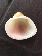 Anadara brasiliana