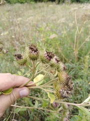 Arctium lappa