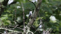 Sitta carolinensis