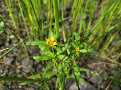 Bidens hyperborea