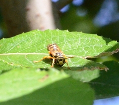Polistes dominula