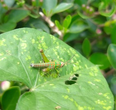 Pirithoicus ophthalmicus