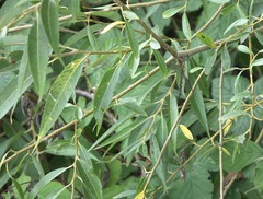 Aeshna mixta