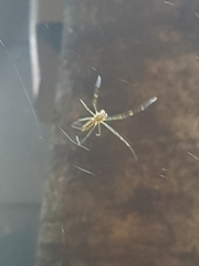 Trichonephila clavata