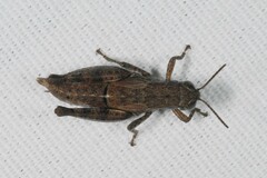 Pezotettix giornae