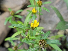Bidens hyperborea