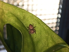 Thyene imperialis