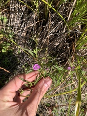 Agalinis neoscotica