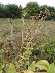 Arctium lappa