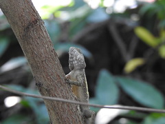 Diploderma swinhonis