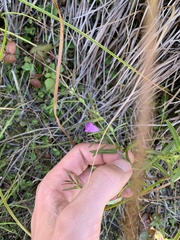 Agalinis neoscotica