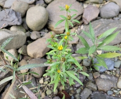 Bidens hyperborea