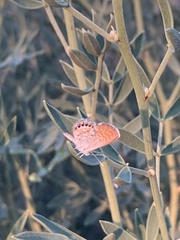 Brephidium exilis