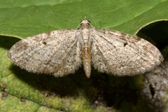 Eupithecia tenuiata