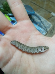 Deilephila porcellus