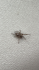 Zygiella x-notata