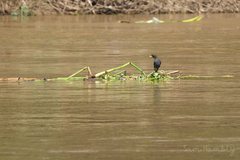 Acridotheres grandis