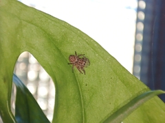 Thyene imperialis