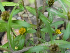Bidens hyperborea