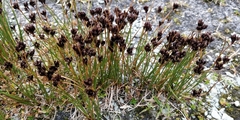 Juncus jacquinii