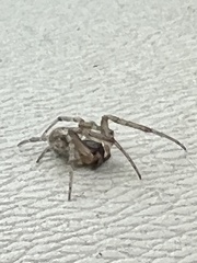 Zygiella x-notata