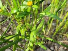 Bidens hyperborea
