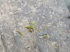 Bidens hyperborea