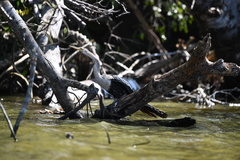 Anhinga anhinga