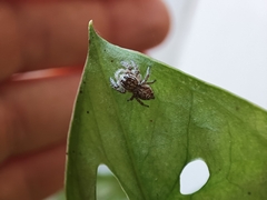 Thyene imperialis