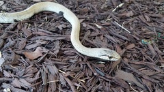 Cubophis cantherigerus