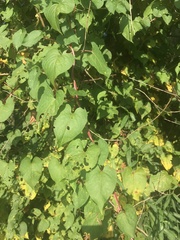 Fallopia scandens